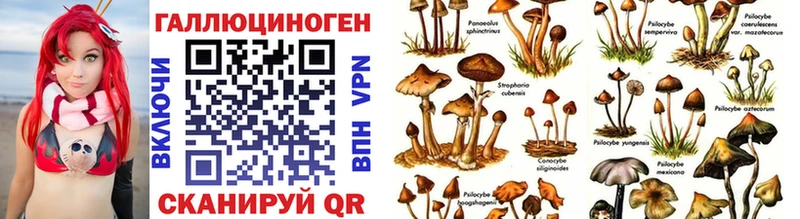 Псилоцибиновые грибы Cubensis  Нелидово 